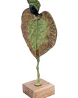Feuille 25 cm n°16