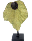Bronze Feuille simple 45 cm vert n°3 Bronzes d'Afrique
