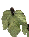 Bronze Feuille triple 45 cm vert n°2 Bronzes d'Afrique